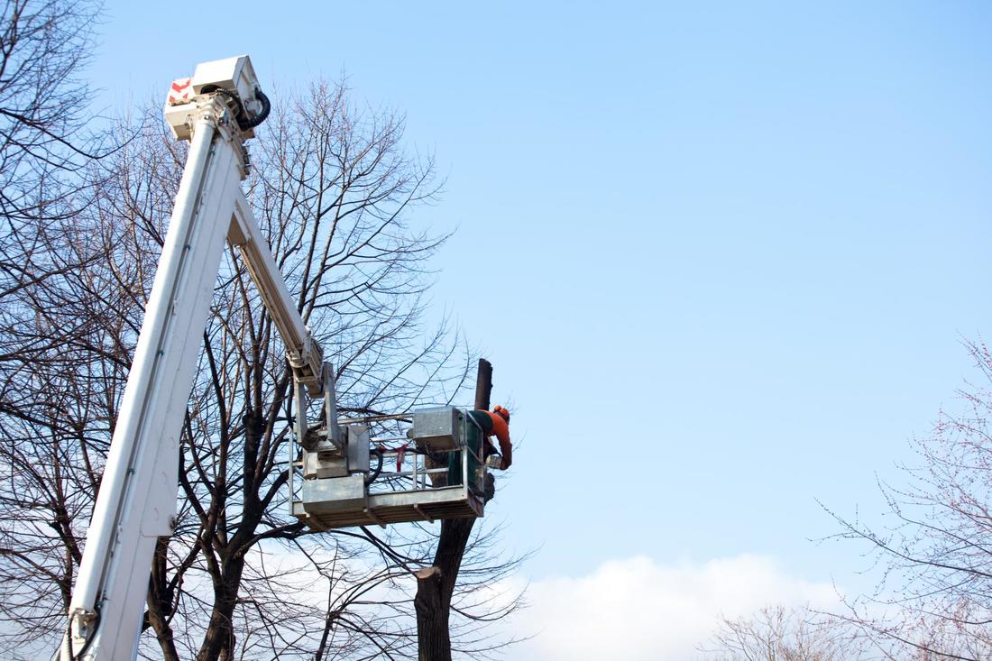 How to Select the Best Tree Removal Company in Sydney