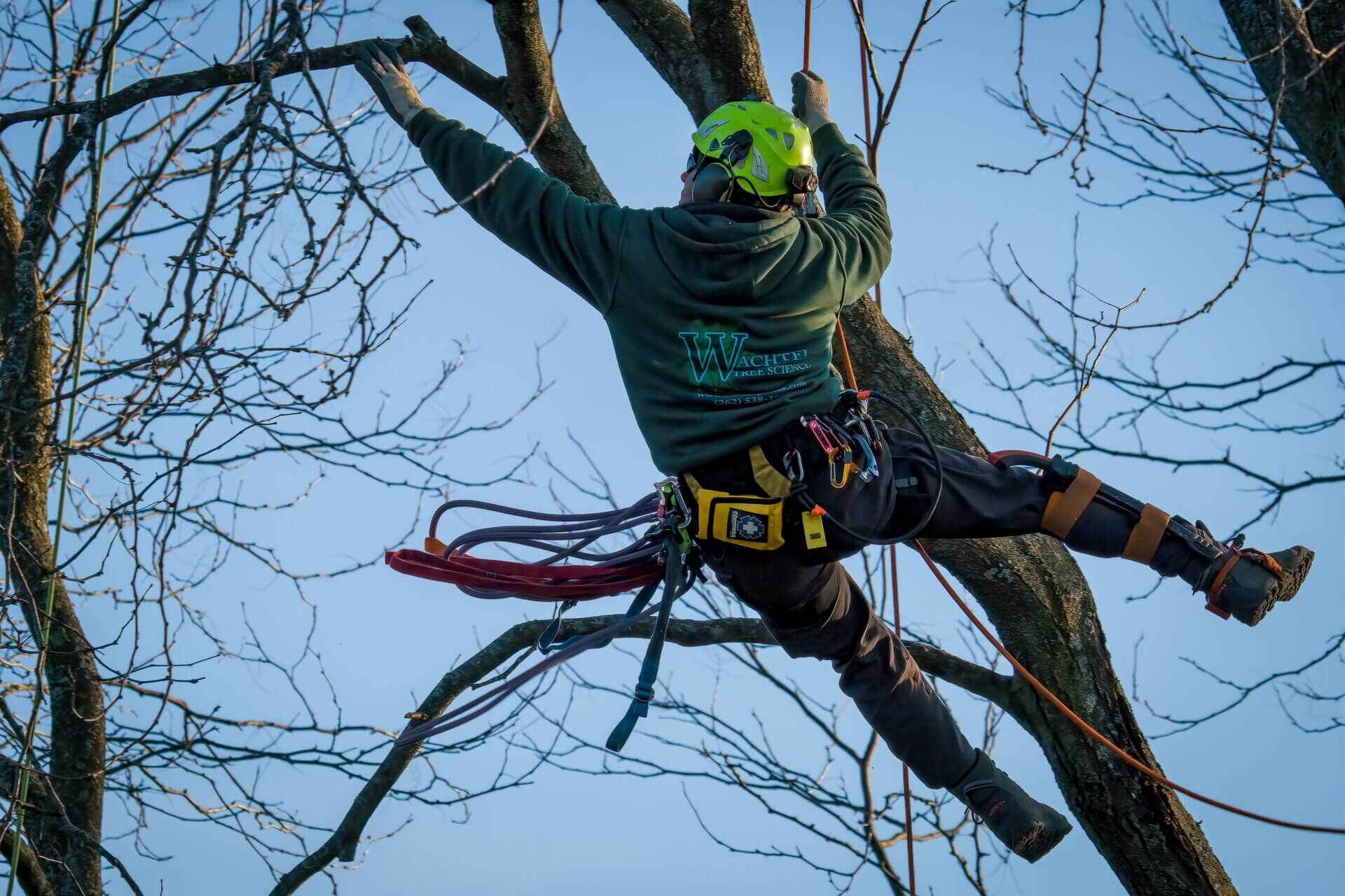 Benefits of Expert Tree Pruning & Trimming Services in Sydney