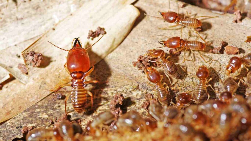 Termite Inspection Blue Mountains: Spotting Infestations Before It’s Too Late