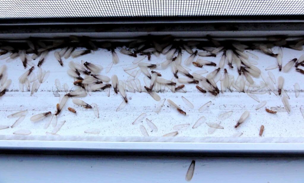 Termite Inspection Blue Mountains: Spotting Infestations Before It’s Too Late