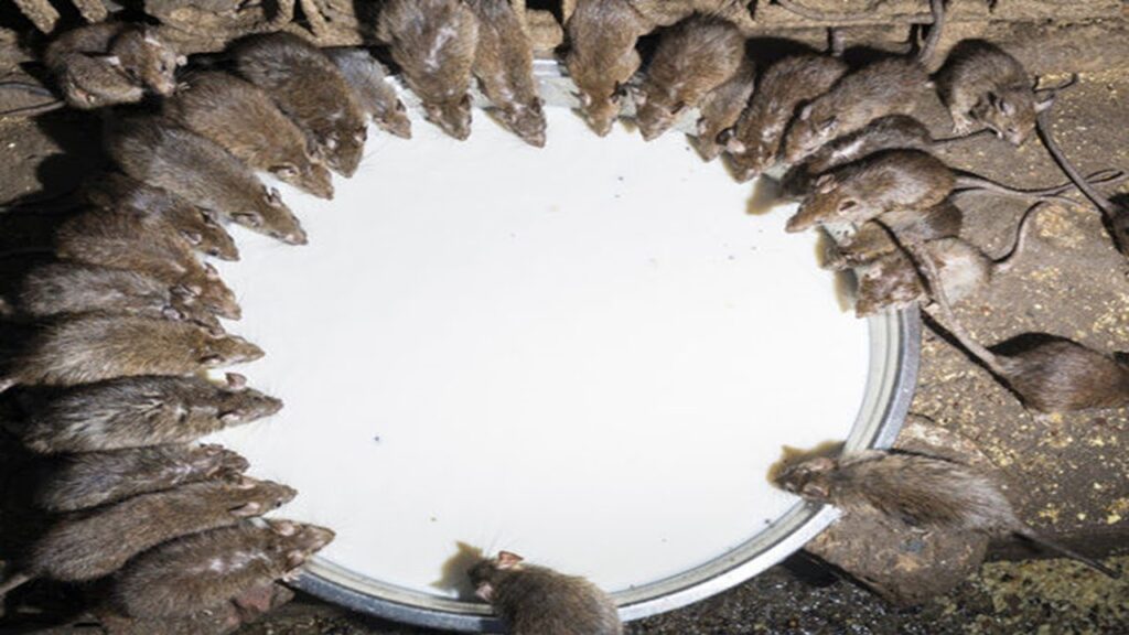 Rodent Control Sydney: Why Early Intervention Matters