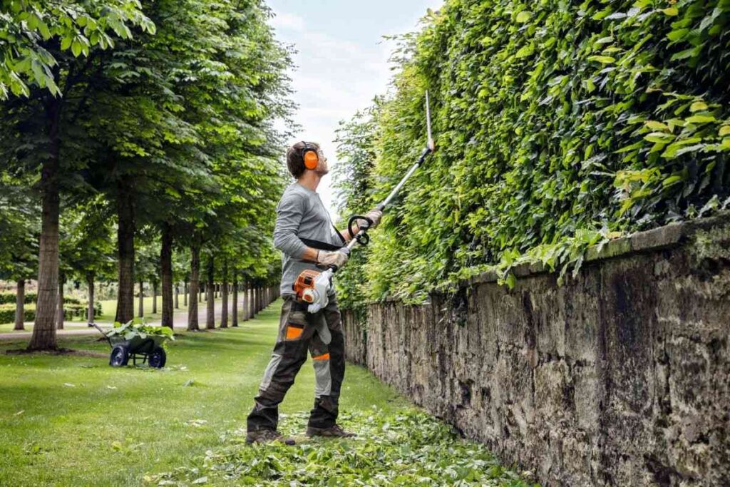 hedge trimming service near me